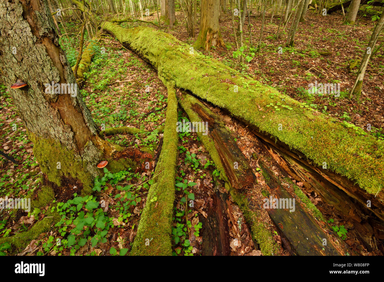 Albero caduto nella vecchia boschi misti di conifere e latifoglie foresta, Punia riserva forestale, Lituania, maggio 2015. Foto Stock
