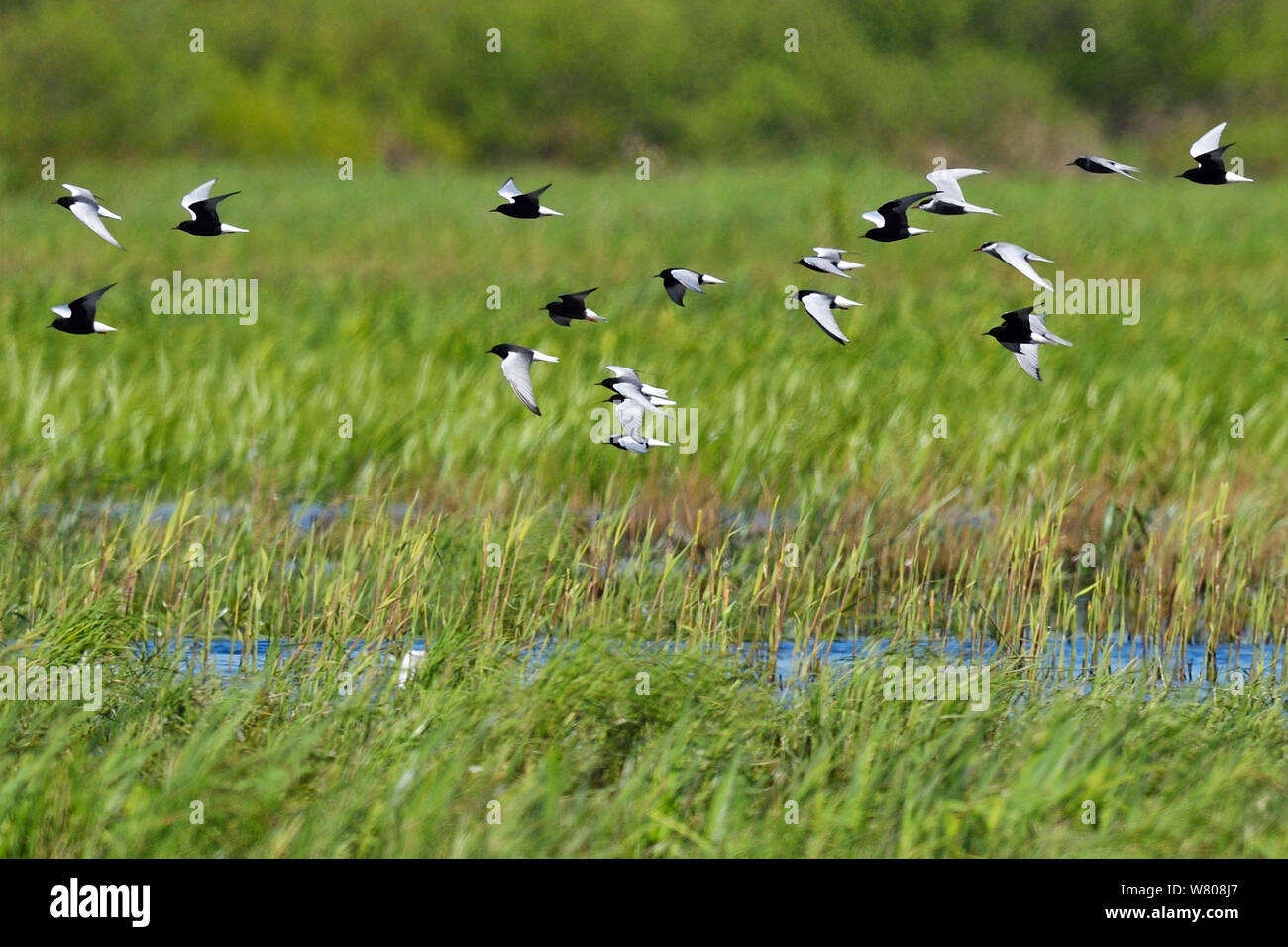 Gregge misto di bianco-winged black tern (Chlidonias leucopterus), Black Tern (Chlidonias niger) e mignattino piombato (Chlidonias hybrida) Nemunas River Delta, Lituania, maggio. Foto Stock