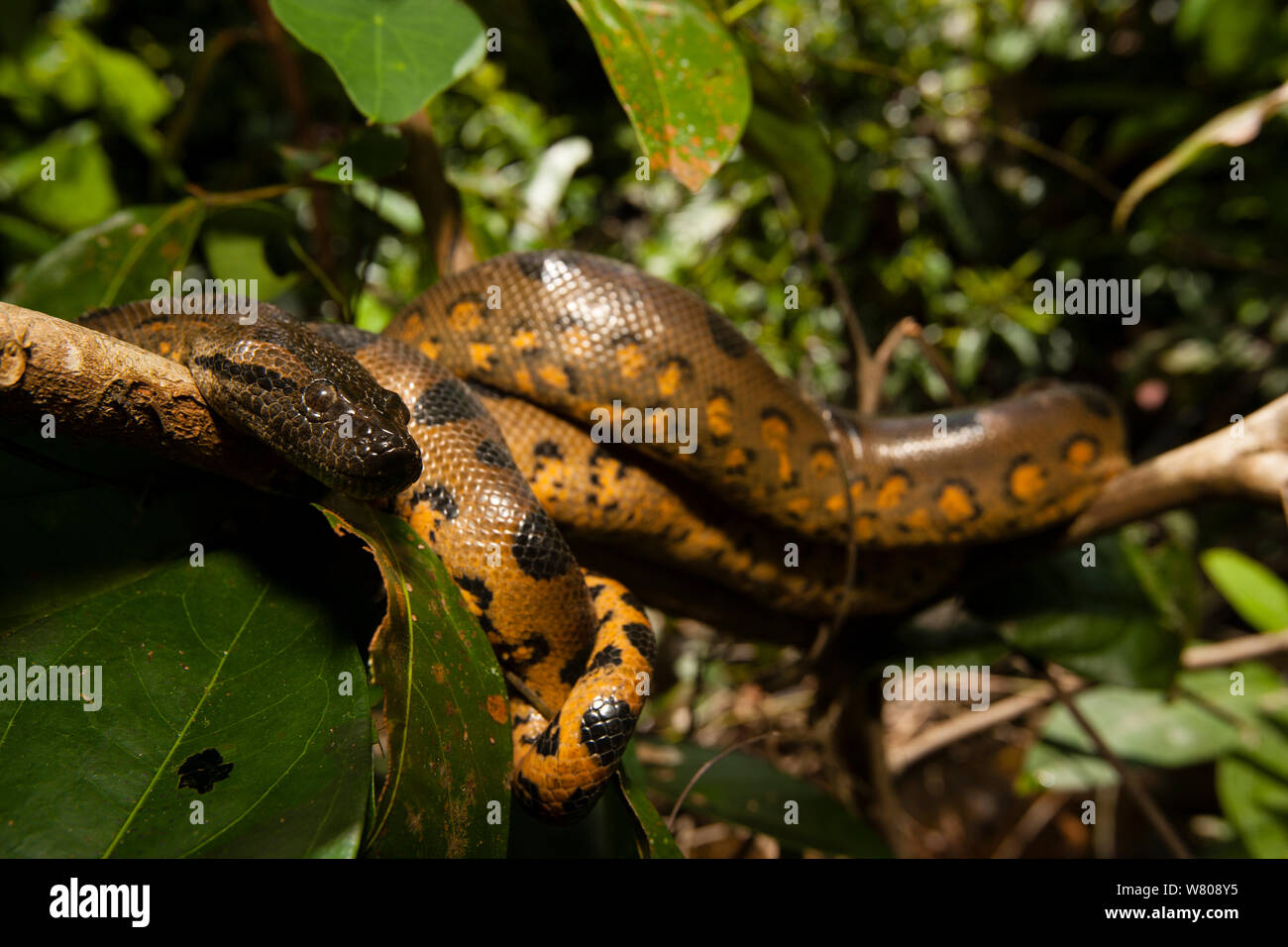 Anaconda (Eunectes murinus murinus) Pacaya-Samiria riserva nazionale, Amazon, Perù. Foto Stock