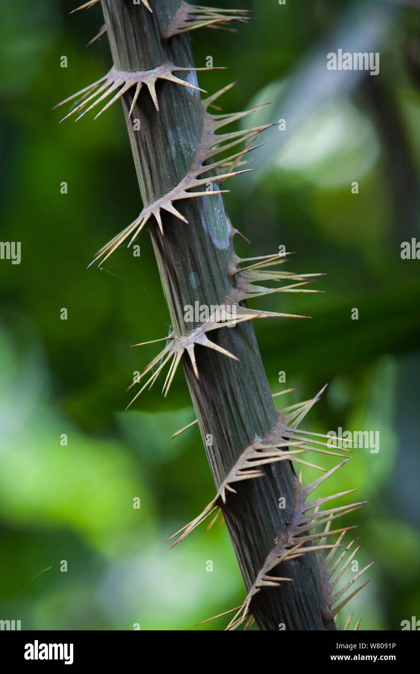 Il rattan (Calameae) spine sul gambo, Gunung Leuser NP, Sumatra, Indonesia. Foto Stock