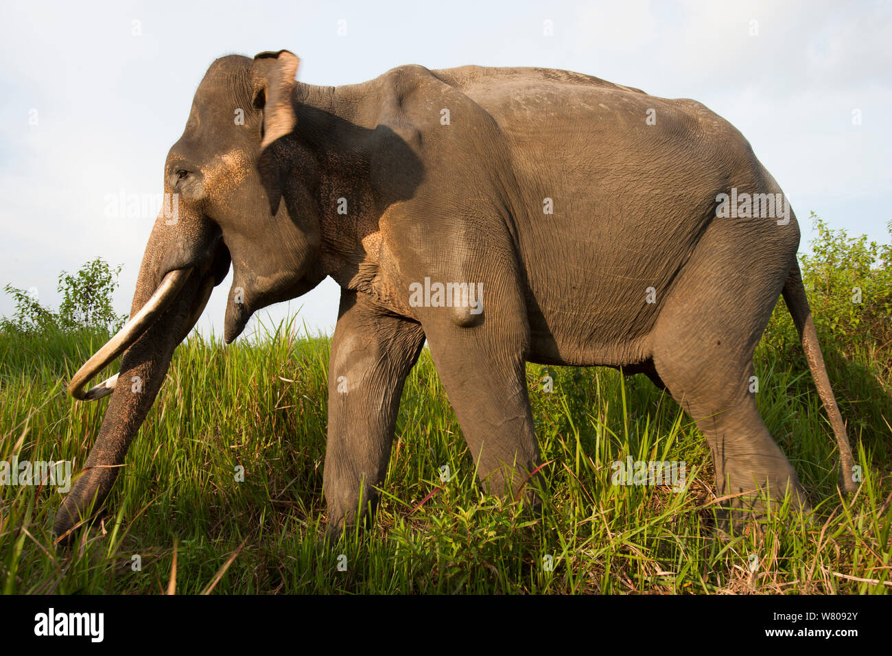Elefanti asiatici (Elephas maximus). A causa della deforestazione è presente su una popolazione oltre gli elefanti nella foresta rimanente. Pertanto il governo indonesiano stanno catturando e addomesticare questi elefanti. Modo Kambas National Park, Sumatra, Indonesia. Foto Stock