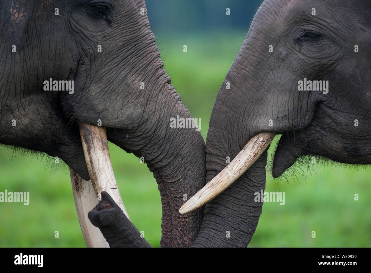 Elefanti asiatici (Elephas maximus). A causa della deforestazione è presente su una popolazione oltre gli elefanti nella foresta rimanente. Pertanto il governo indonesiano stanno catturando e addomesticare questi elefanti. Modo Kambas National Park, Sumatra, Indonesia. Foto Stock