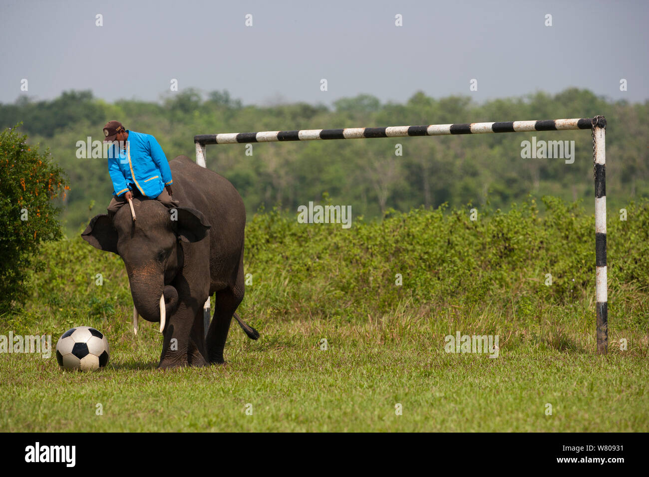Addestrato elefante Asiatico (Elephas maximus) giocando a calcio. A causa della deforestazione vi è oltre la popolazione di elefanti nella foresta rimanente. Pertanto il governo indonesiano stanno catturando e addomesticare questi elefanti. Modo Kambas National Park, Sumatra, Indonesia Foto Stock