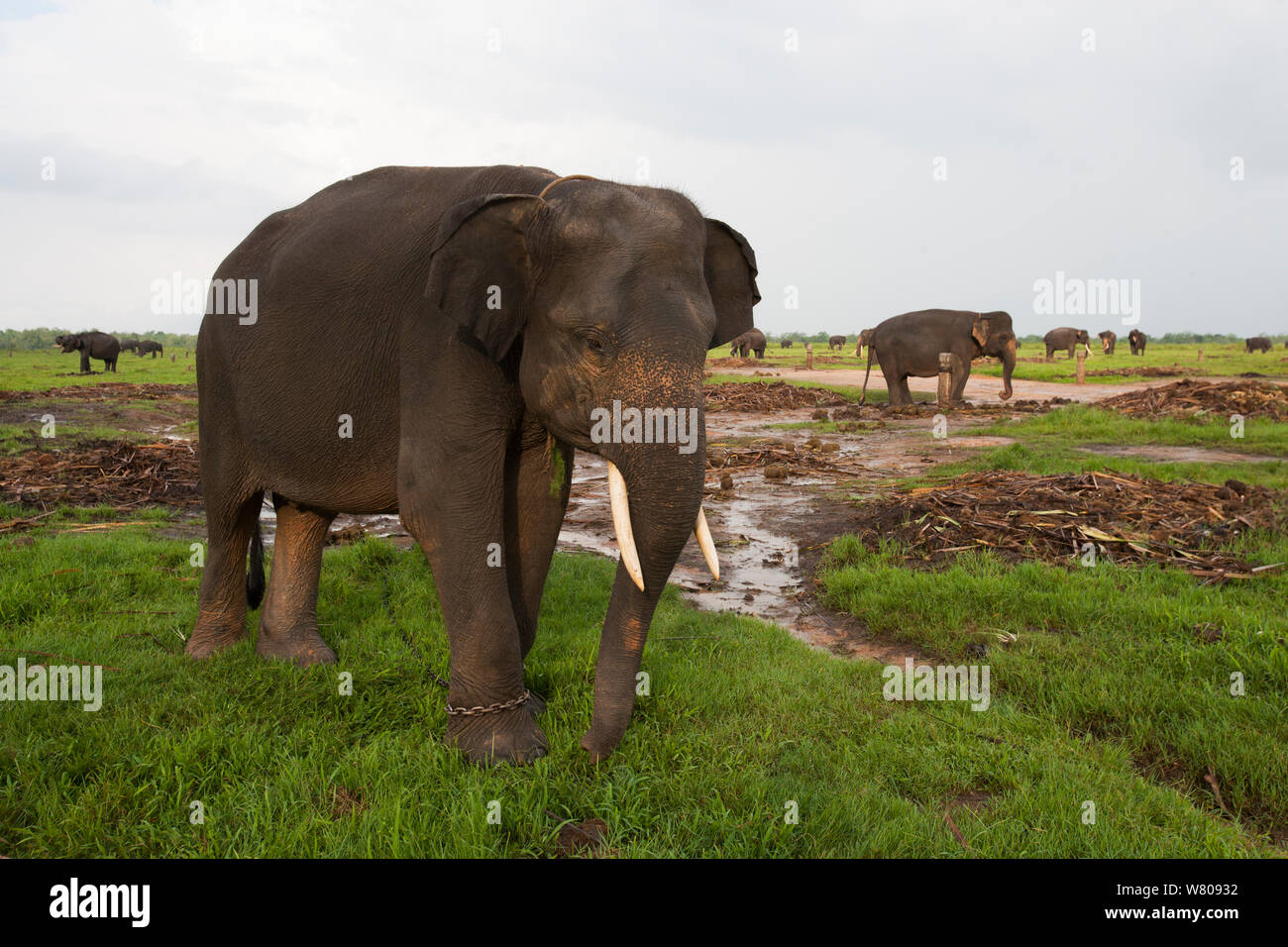 Elefanti asiatici (Elephas maximus). A causa della deforestazione vi è oltre la popolazione di elefanti nella foresta rimanente. Pertanto il governo indonesiano stanno catturando e addomesticare questi elefanti. Modo Kambas National Park, Sumatra, Indonesia. Foto Stock