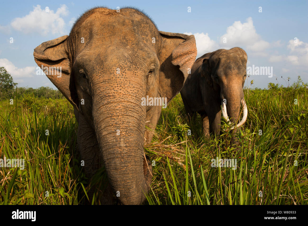 Elefanti asiatici (Elephas maximus). A causa della deforestazione è presente su una popolazione oltre gli elefanti nella foresta rimanente. Pertanto il governo indonesiano stanno catturando e addomesticare questi elefanti. Modo Kambas National Park, Sumatra, Indonesia. Foto Stock