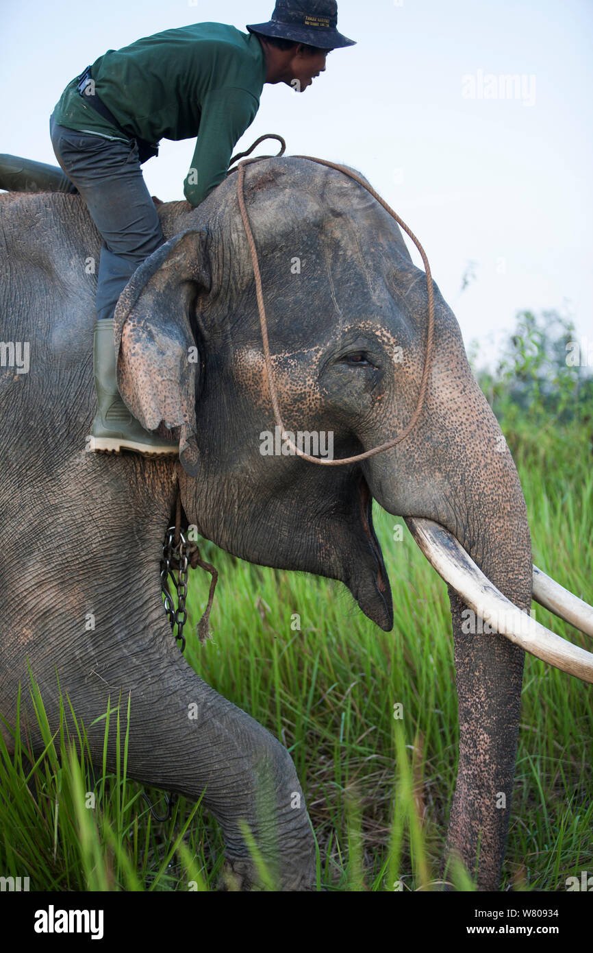 Thai formazione uomo Asiatico elefanti (Elephas maximus). A causa della deforestazione vi è oltre la popolazione di elefanti nella foresta rimanente. Pertanto il governo indonesiano stanno catturando e addomesticare questi elefanti. Modo Kambas National Park, Sumatra, Indonesia. Foto Stock