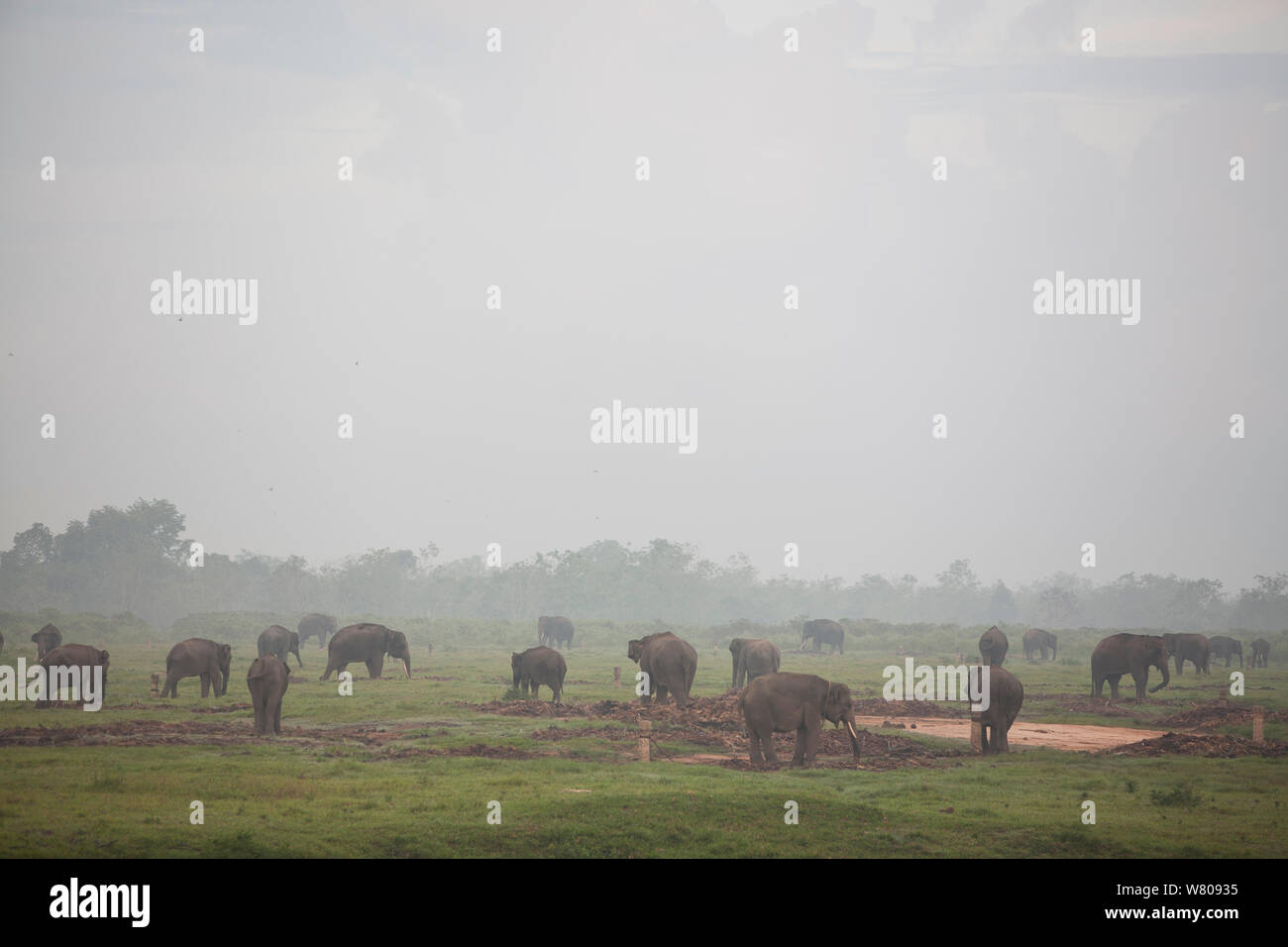 Elefanti asiatici (Elephas maximus). A causa della deforestazione è presente su una popolazione oltre gli elefanti nella foresta rimanente. Pertanto il governo indonesiano stanno catturando e addomesticare questi elefanti. Modo Kambas National Park, Sumatra, Indonesia. Foto Stock