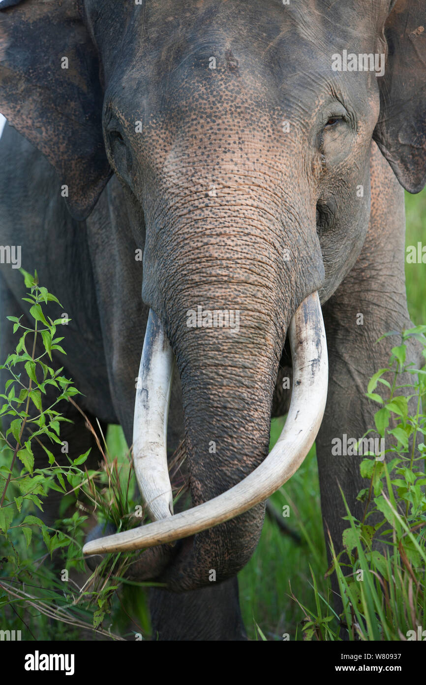 Elefante asiatico (Elephas maximus) verticale. A causa della deforestazione vi è oltre la popolazione di elefanti nella foresta rimanente. Pertanto il governo indonesiano stanno catturando e addomesticare questi elefanti. Modo Kambas National Park, Sumatra, Indonesia. Foto Stock