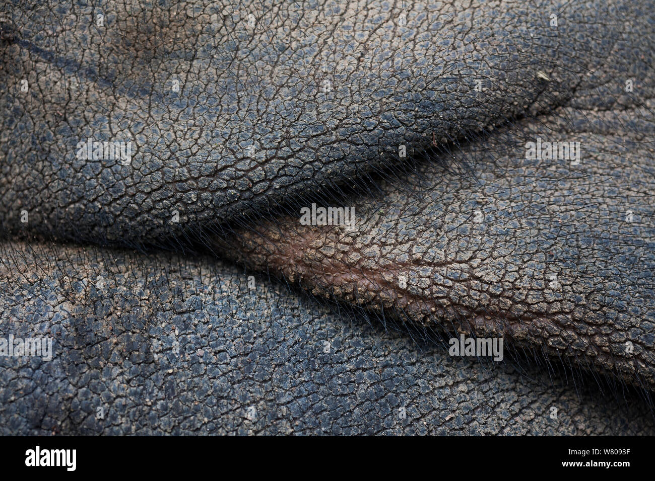 Rinoceronte di Sumatra (Dicerorhinus sumatrensis) close up della pelle femminile nel programma di riproduzione in cattività, modo Kambas NP, Sumatra. Foto Stock