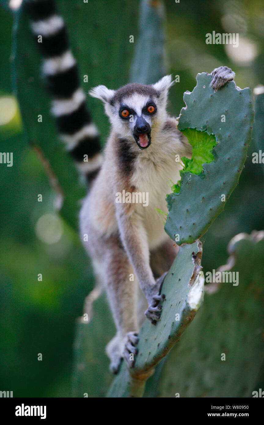 Di inanellare-tailed lemur (Lemur catta) alimentazione su Opuntia cactus, Berenty Riserva, Madagascar. Foto Stock