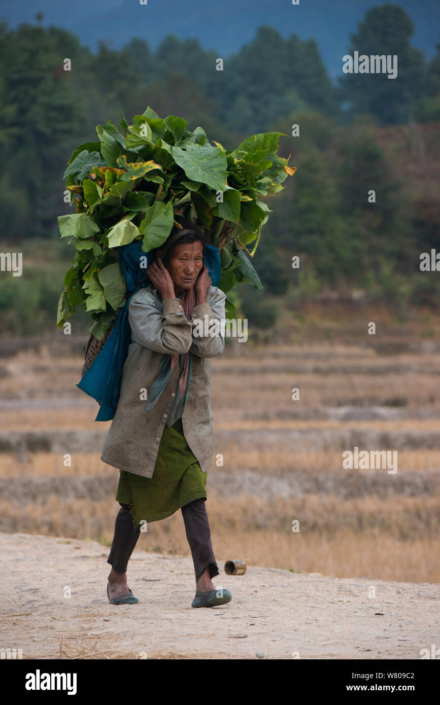 Apatani donna portano carichi pesanti di foglie. La donna ha tatuaggi facciali e canna tradizionale naso tappi / Yapin Hulo, ora fuorilegge. Tribù Apatani, Ziro Valle, foothills dell'Himalaya, Arunachal Pradesh.nord est dell India, novembre 2014. Foto Stock