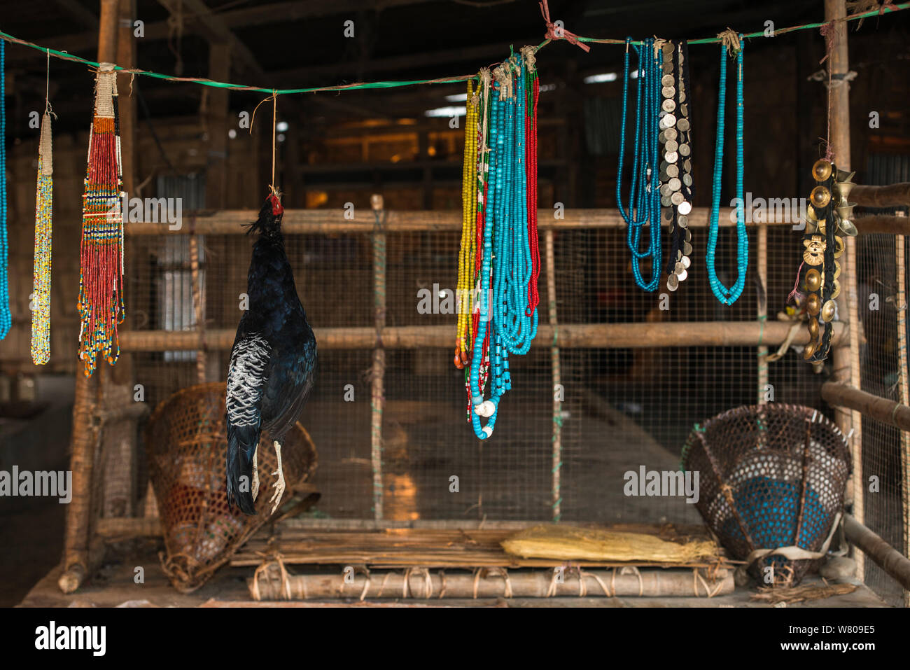 Kalij fagiano (Lophura leucomelanos) e perle per la vendita nel mercato. Città Daporijo, Arunachal Pradesh, India Nordorientale, novembre 2014. Foto Stock