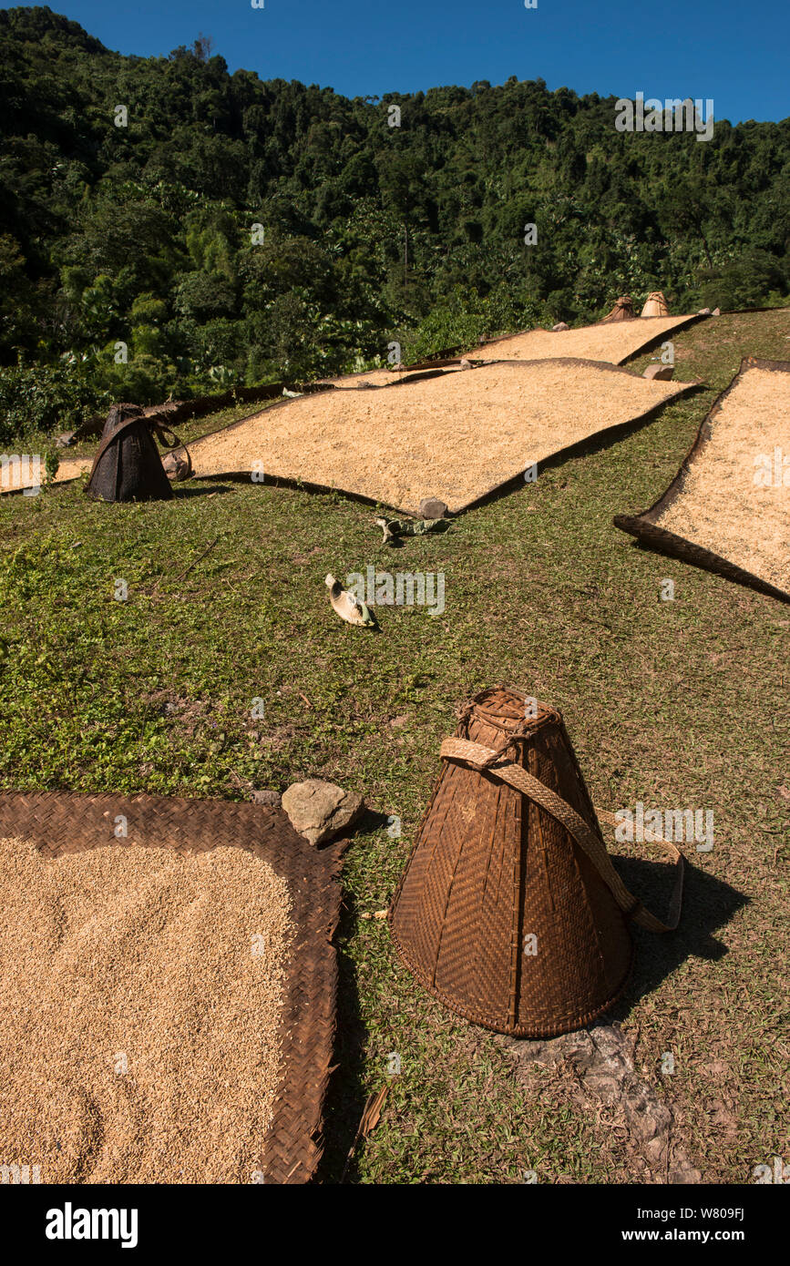 Grano di cui fuori ad asciugare su stuoie, Adi Gallong tribù. Arunachal Pradesh.nord est dell India. Ottobre 2014. Foto Stock