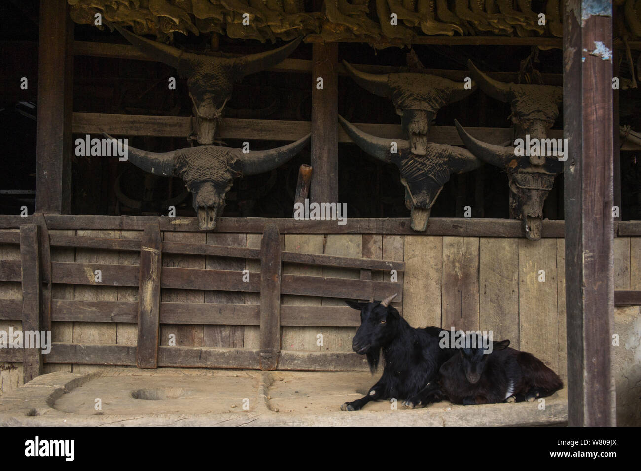 Appoggio di capra al di fuori Konyak Naga house, distretto di mon. Il Nagaland, nord-est dell India, ottobre 2014. Foto Stock