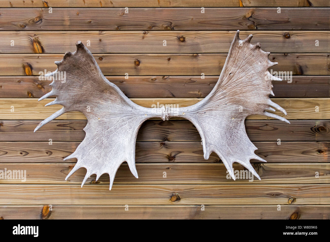 / Alce Elk (Alces alces) palchi appeso alla parete della cabina in legno Foto Stock