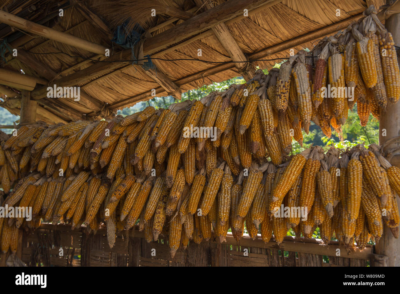 Essiccazione di mais in casa, Chang Naga tribù. Tuensang distretto. Il Nagaland, nord-est dell India, ottobre 2014. Foto Stock