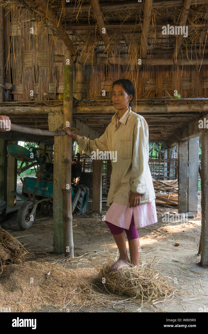 Combinavano tribù donna la trebbiatura del riso a piedi, Majuli Island, fiume Brahmaputra, Assam, nord-est dell India, ottobre 2014. Foto Stock