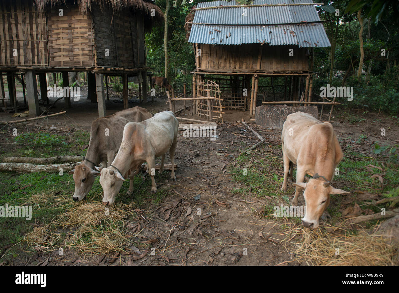 Bestiame al pascolo fuori sollevato combinavano case, Majuli Island, fiume Brahmaputra, Assam, nord-est dell India, ottobre 2014. Foto Stock