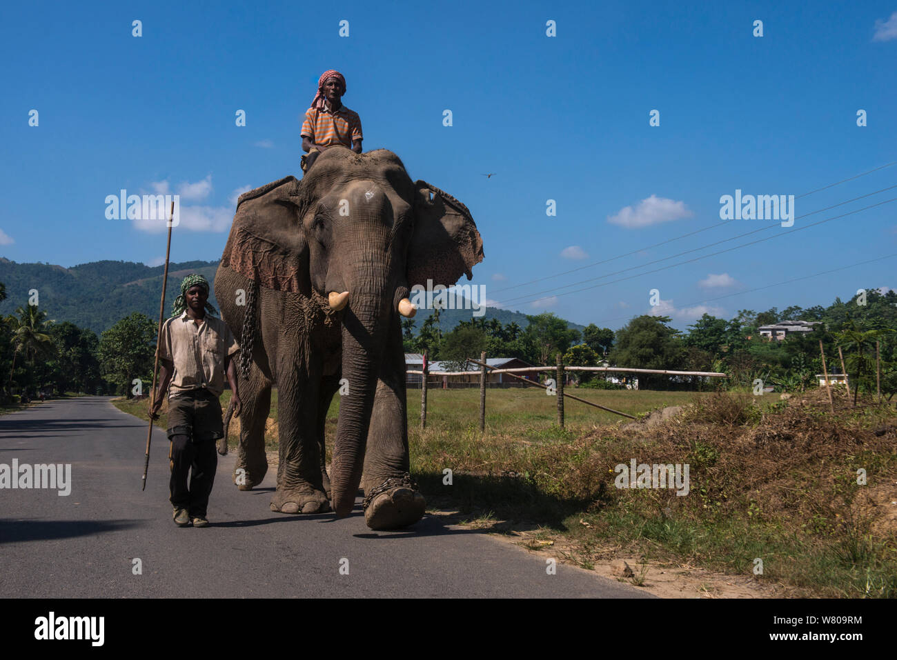 Naga tribù mahouts domestico con elefante Asiatico (Elephas maximus) utilizzati per il trasporto di tronchi, Nagaland, nord-est dell India, ottobre 2014. Foto Stock