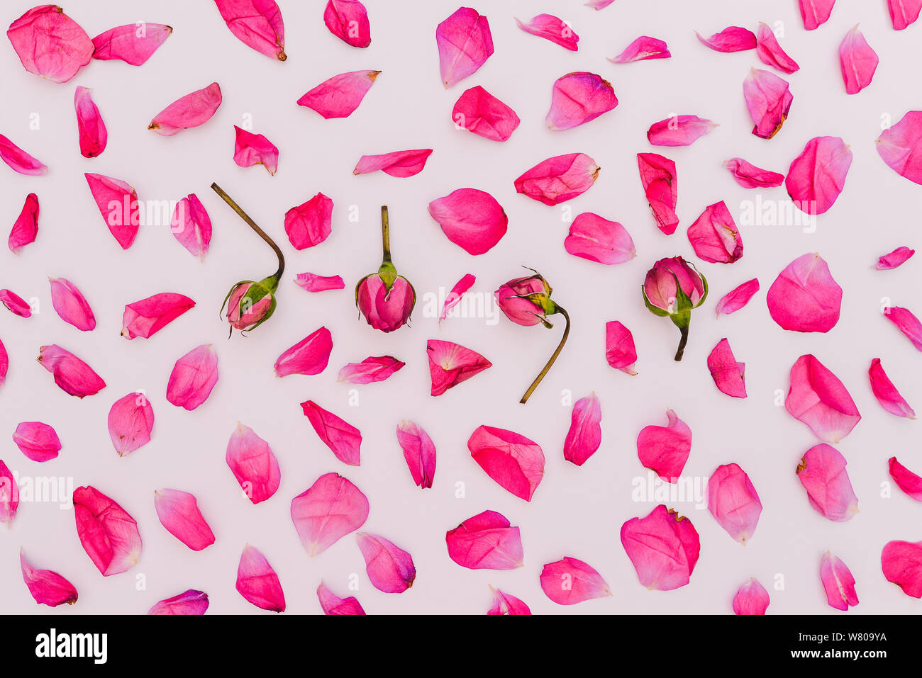 Petali di fiori e boccioli di piccole rose su uno sfondo bianco. Sfondo floreale di rose rosa. Appartamento laico, vista dall'alto. Texture floreali. Foto Stock