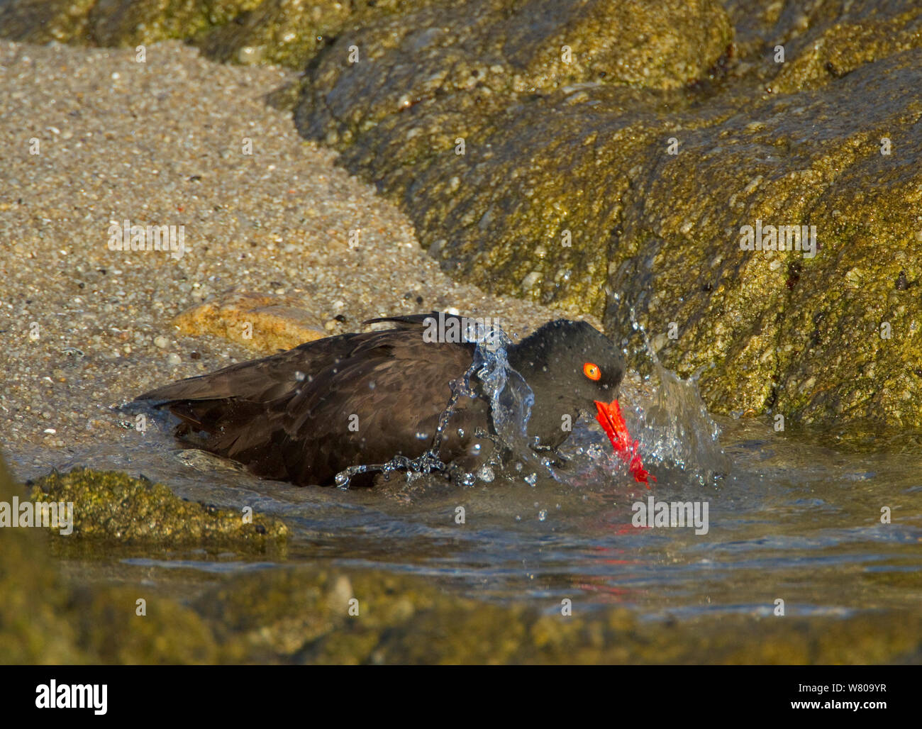 Nero (oystercatcher Haematopus bachmani), balneazione, penisola di Monterey, California, USA, ottobre. Foto Stock