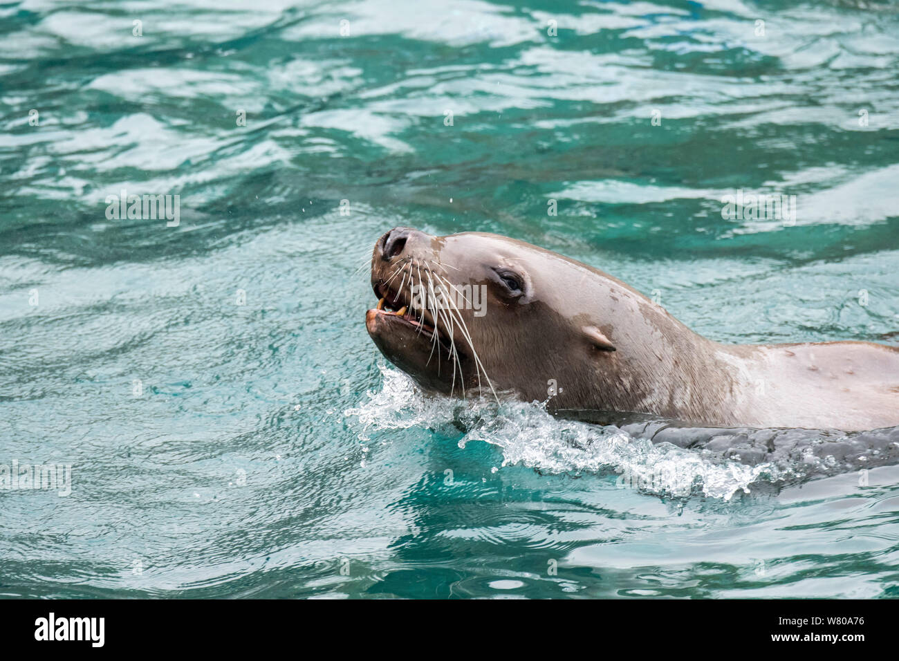 Steller leoni di mare del Nord / Sea Lion / Steller's sea lion (Eumetopias jubatus) nuoto, nativo del Pacifico settentrionale Foto Stock