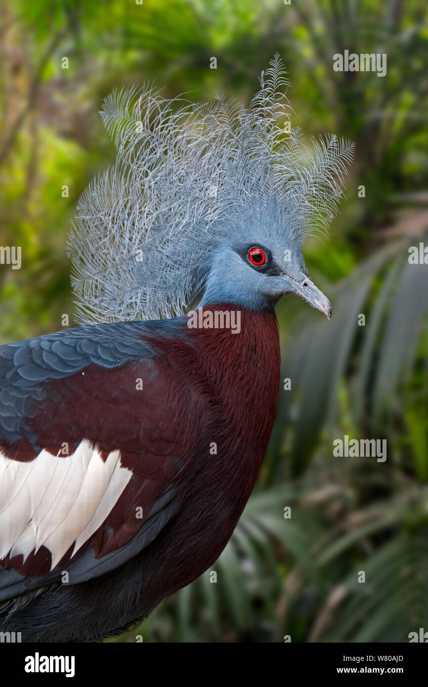 Sclater coronato di piccione (Goura sclaterii) terrestre nativo di piccione al sud le foreste di pianura della Nuova Guinea Foto Stock