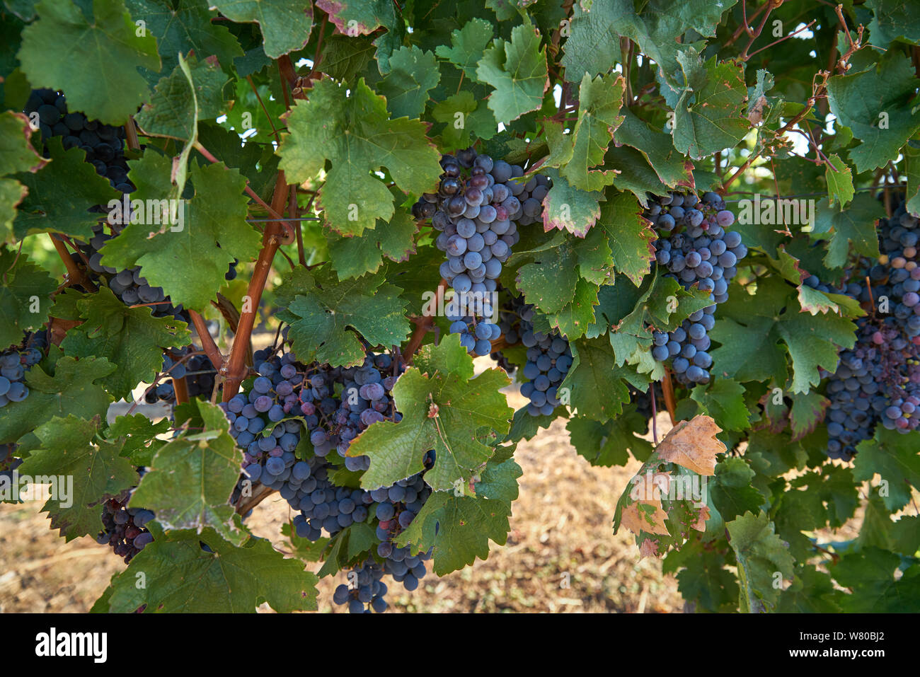 Vino rosso Uva pronta per la raccolta. Grappoli maturi delle uve rosse appendere sulla vite in un vigneto pronto per essere raccolto. Okanagan Valley, British Columbia, Foto Stock
