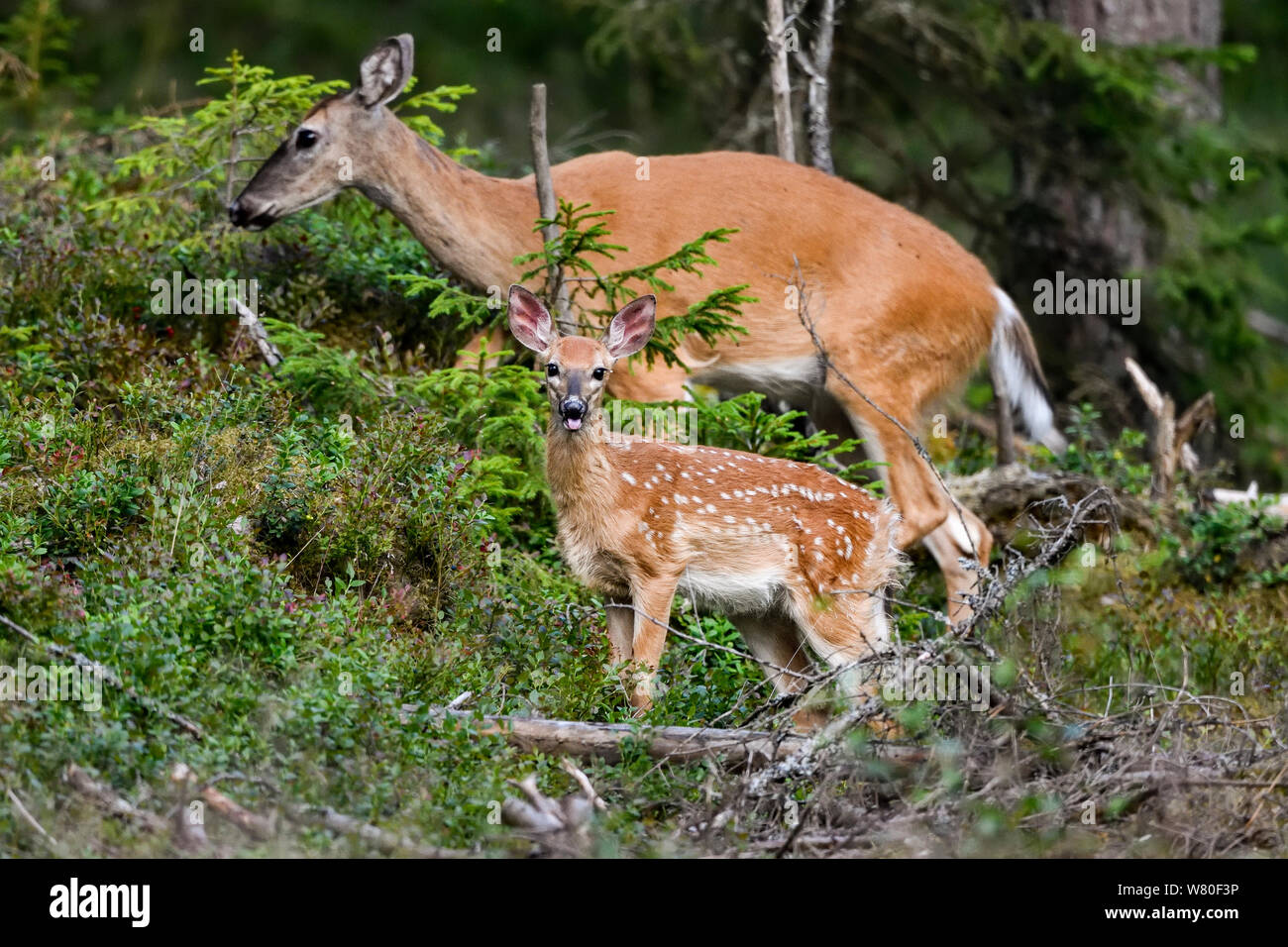 White-Tailed Deer Fawn nella foresta con la sua mamma. Foto Stock