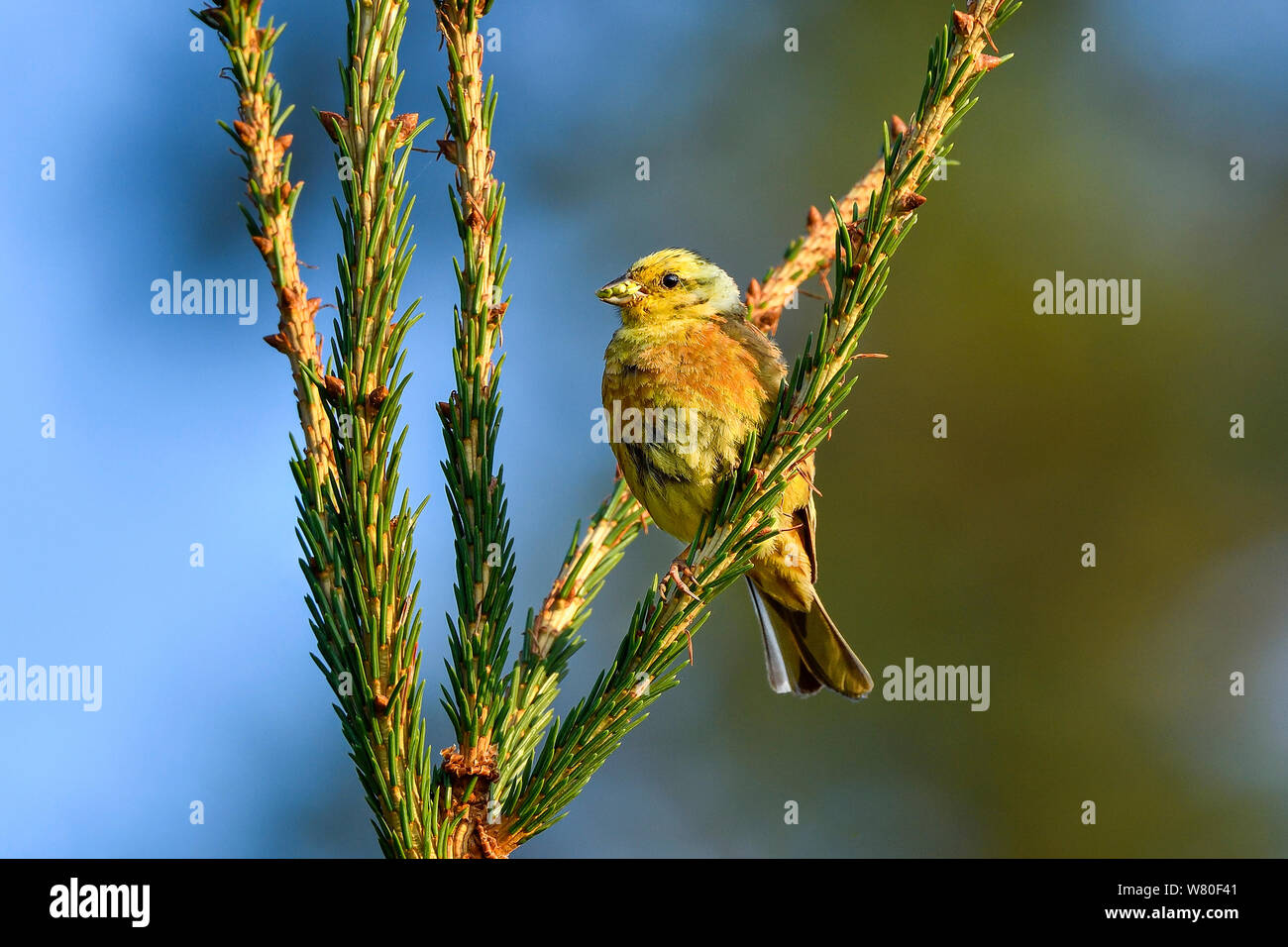 Zigolo giallo Foto Stock