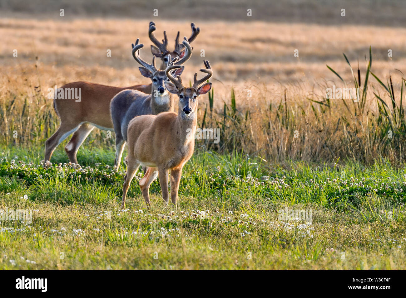 White-tailed deer. "Tre Moschettieri con tutte le orecchie". Foto Stock
