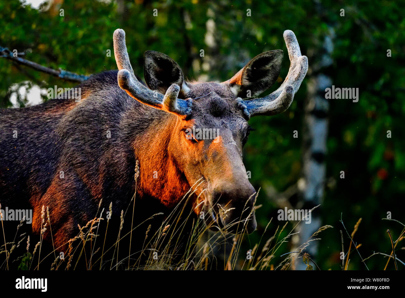 "Male Moose bull dal lato oscuro". Foto Stock
