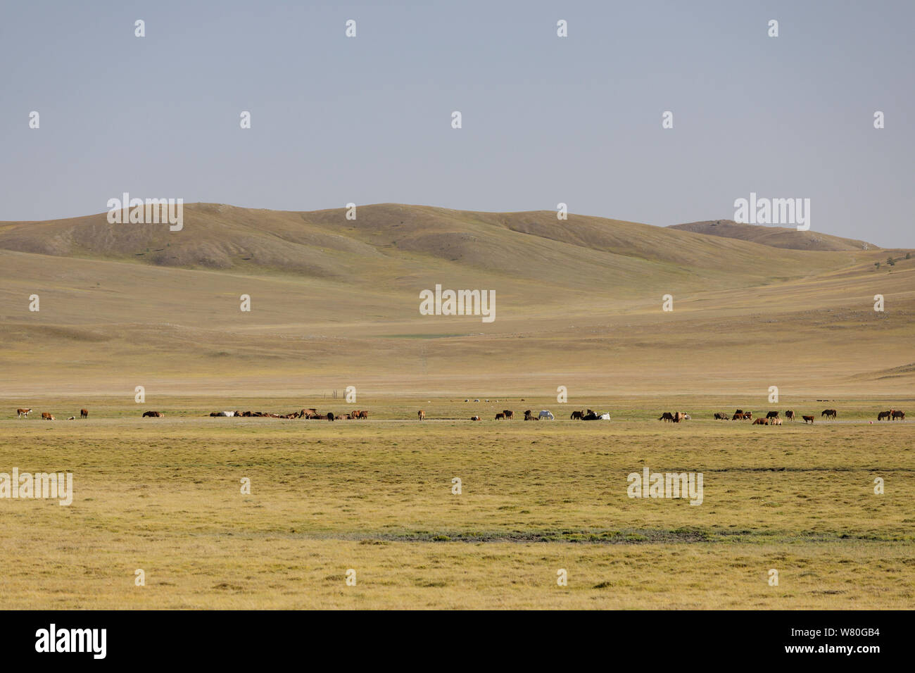 Gli ampi paesaggi della provincia di Khentii in Mongolia. Foto Stock