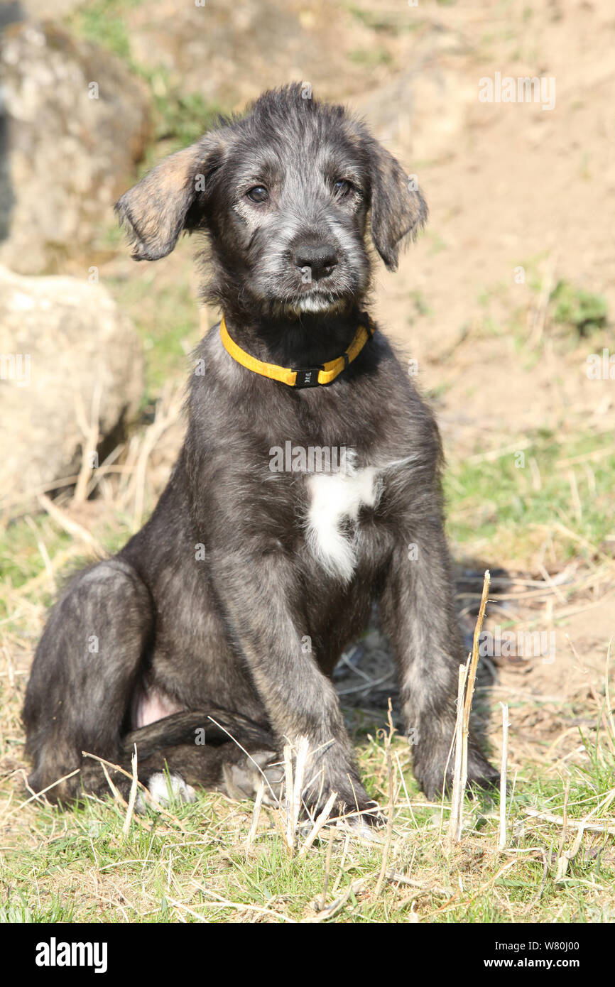 Irish wolfhound puppy immagini e fotografie stock ad alta risoluzione -  Alamy