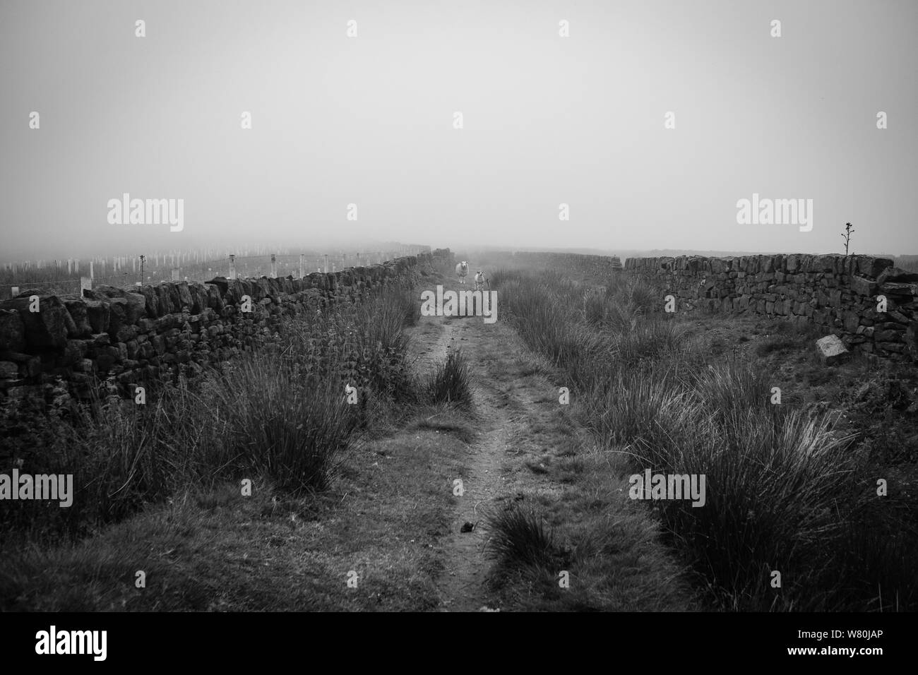 Ogden acqua riserva naturale, Halifax, Regno Unito Foto Stock