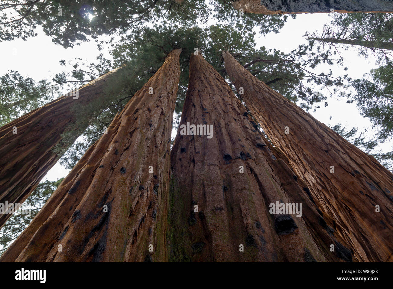 Bassa angolazione di sequoie giganti nel Parco Nazionale di Sequoia, Stati Uniti Foto Stock