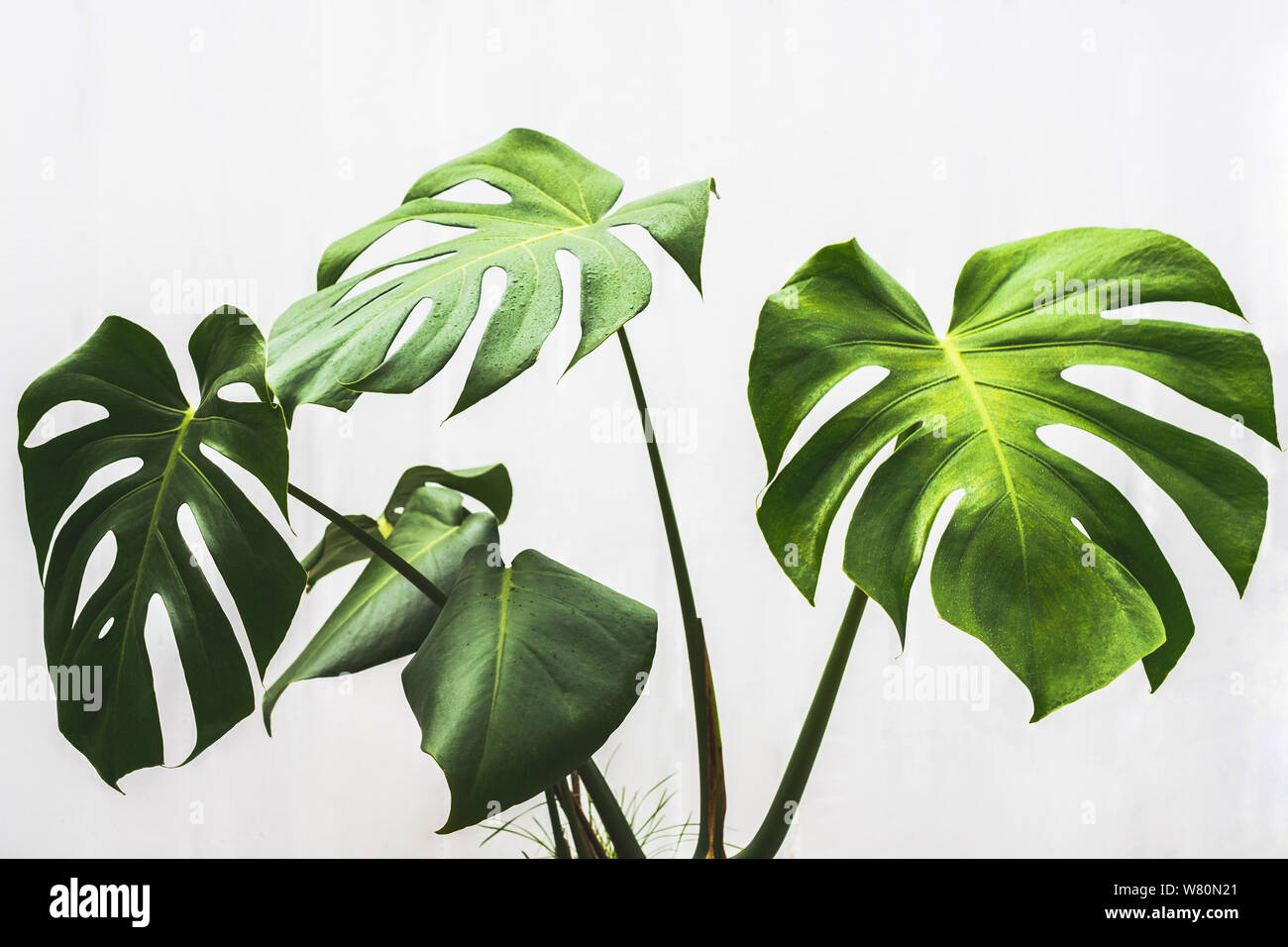 Foglia di monstera , pianta philodendron Foto Stock