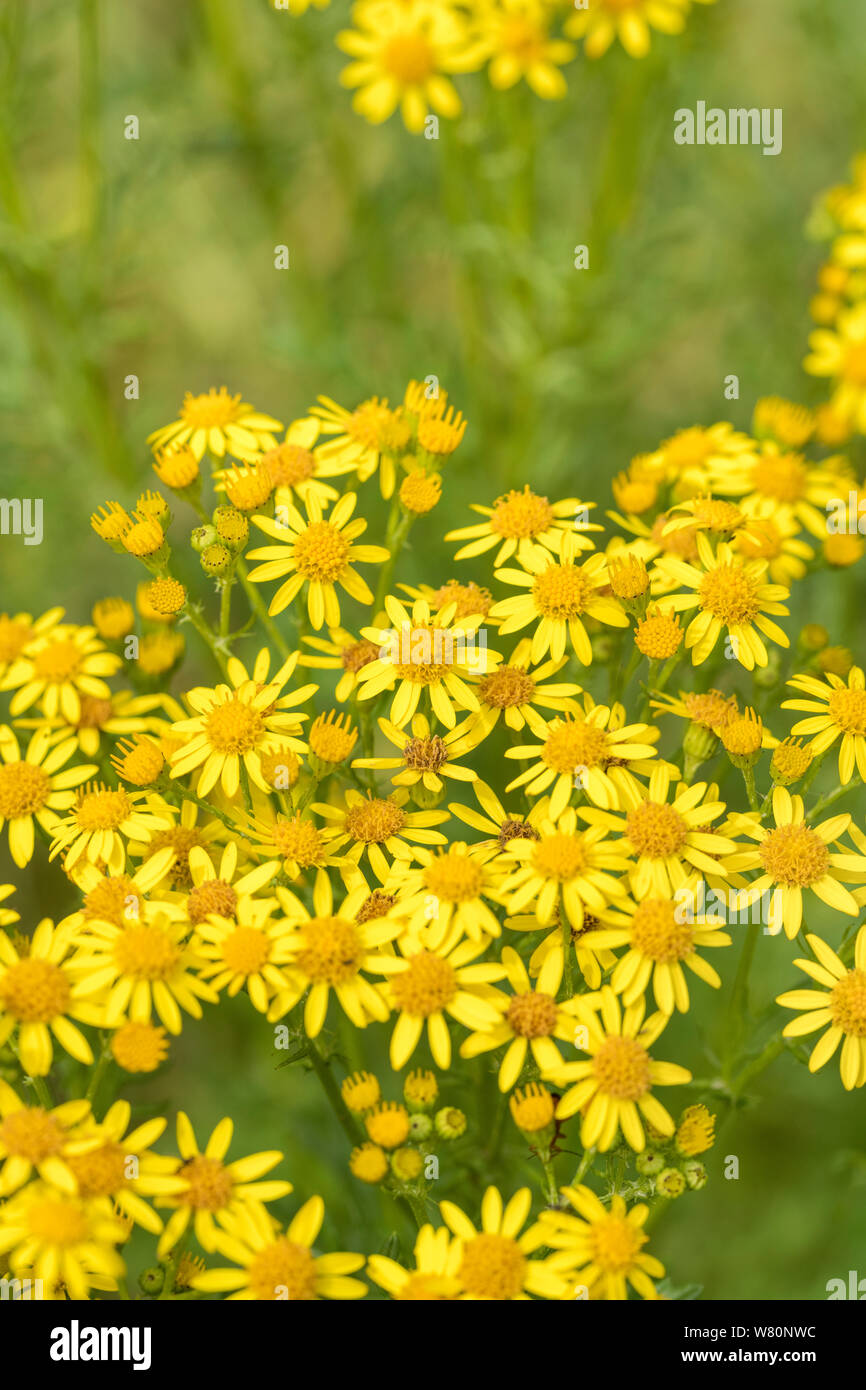 Ammassato fiori gialli di comune erba tossica / Jacobaea vulgaris syn Senecio jacobaea delle Asteraceae famiglia. Un pregiudizievole erbaccia agricola sotto le erbacce atto Foto Stock