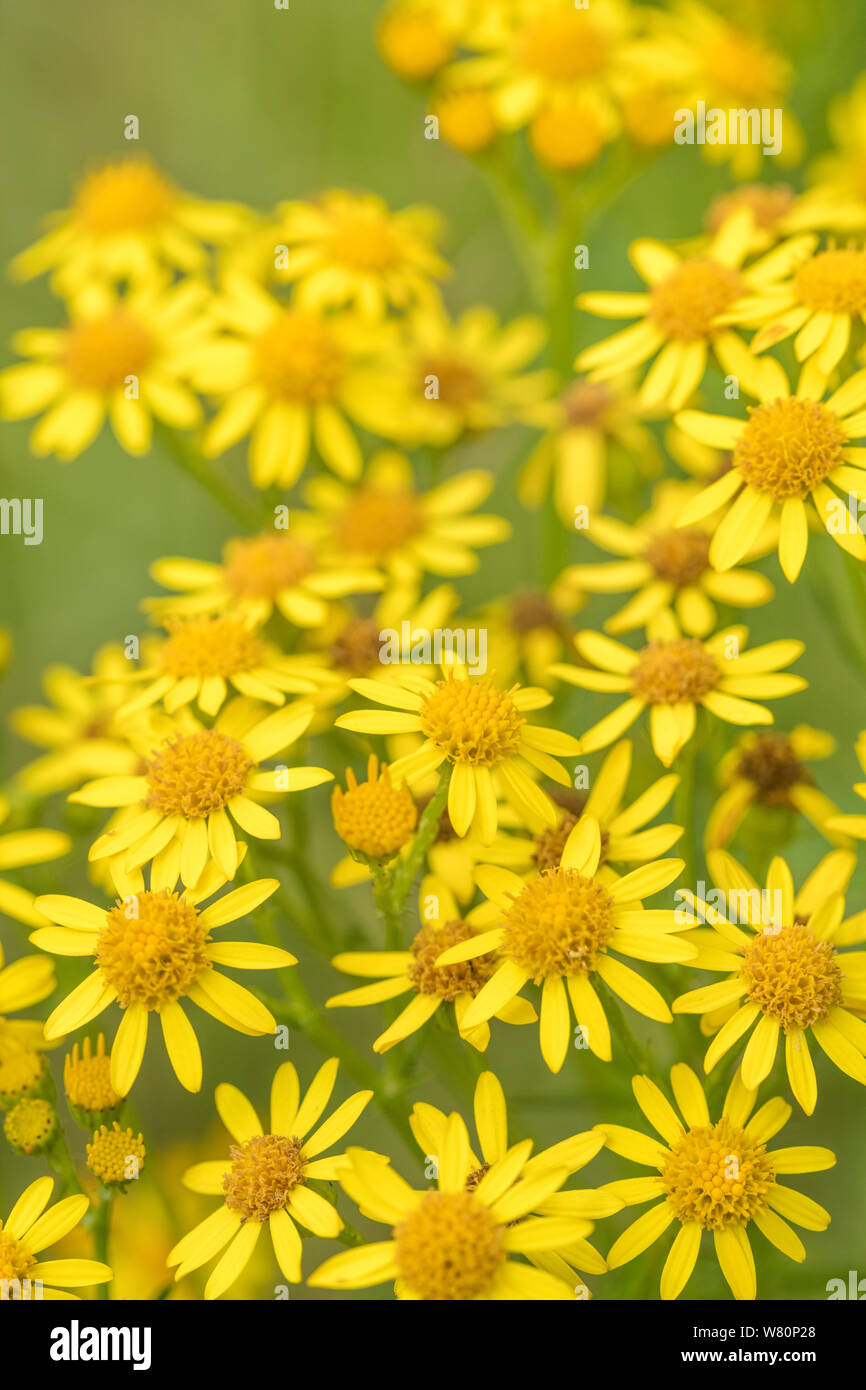 Ammassato fiori gialli di comune erba tossica / Jacobaea vulgaris syn Senecio jacobaea delle Asteraceae famiglia. Un pregiudizievole erbaccia agricola sotto le erbacce atto Foto Stock