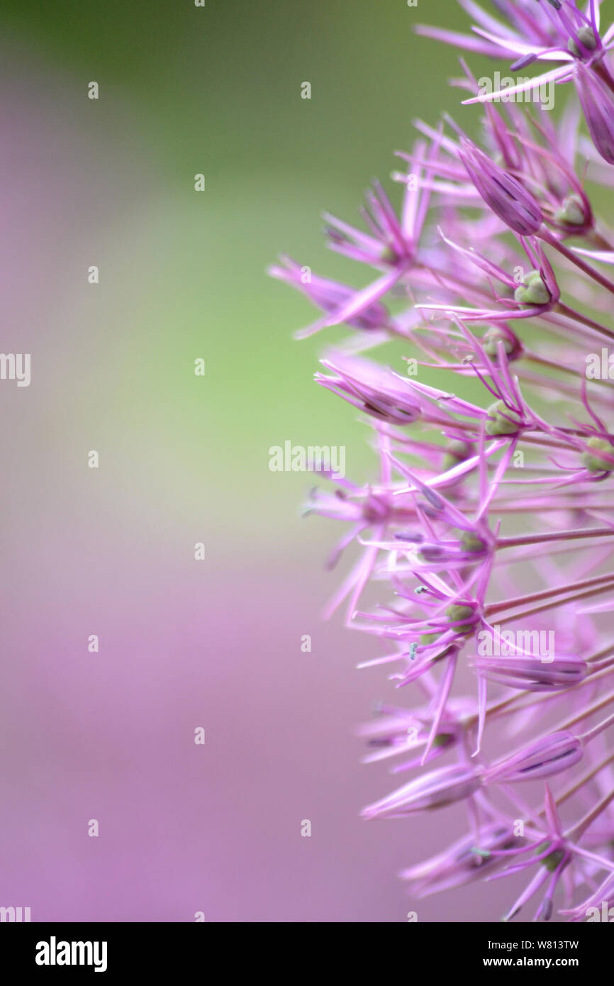 Immagine macro di Allium viola sensazione Foto Stock