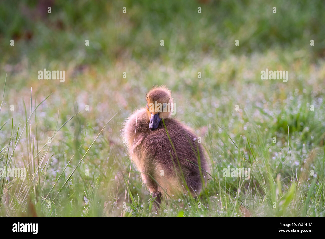 Un Canada Goose Gosling (Branta canadensis) preens piume mentre la sua adottata Sandhill gru famiglia sta vicino a Kensington Metropark, Milford, Mi Foto Stock