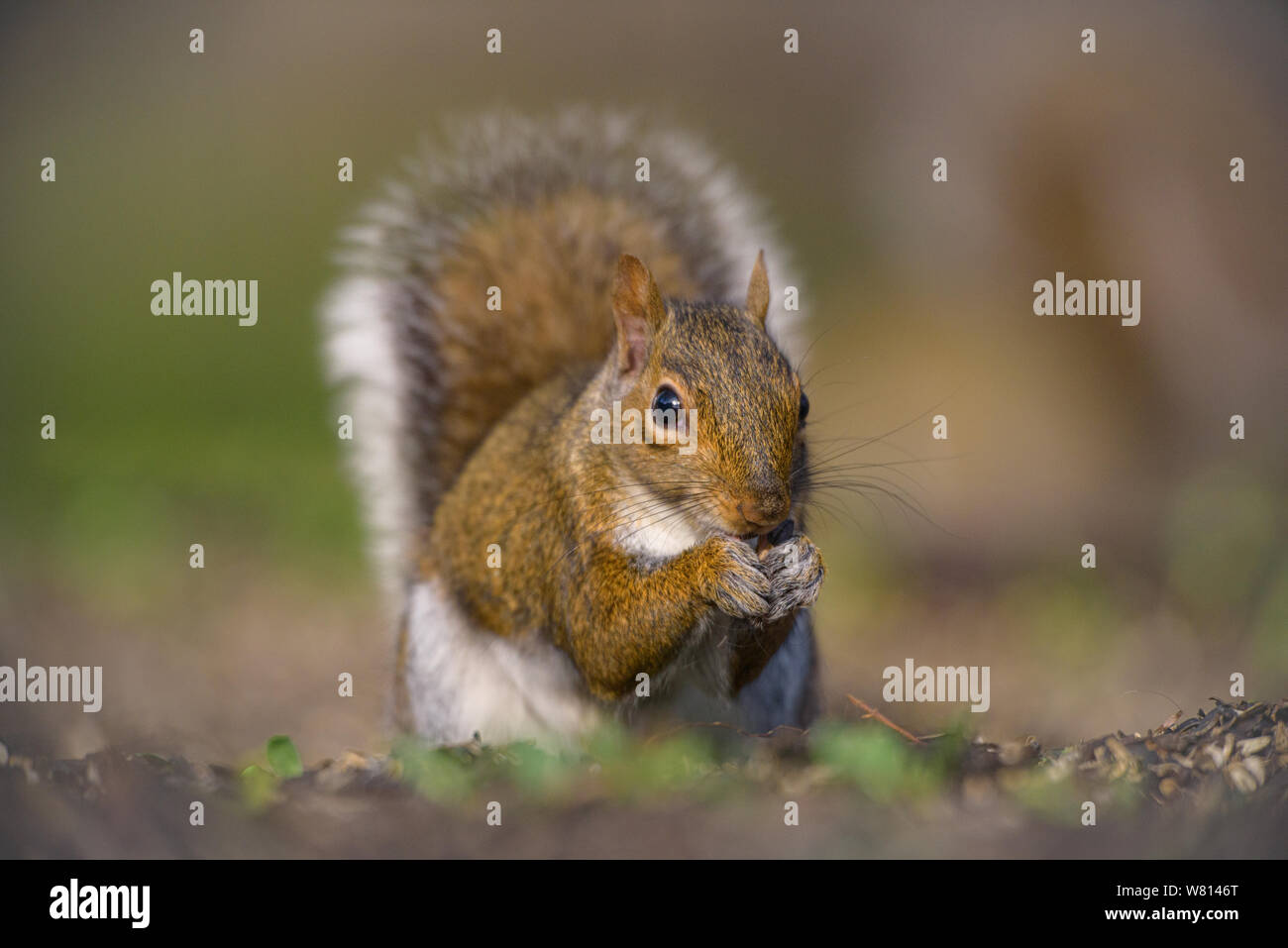 Orientale scoiattolo grigio con il dado, Sterling Heights, Michigan Foto Stock