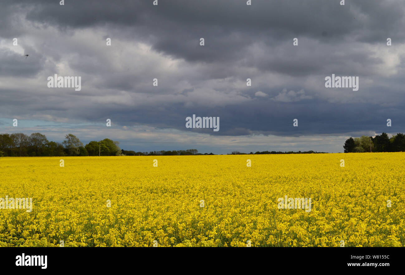 Campo di semi di colza e di ravizzone, Suffolk, Regno Unito Foto Stock
