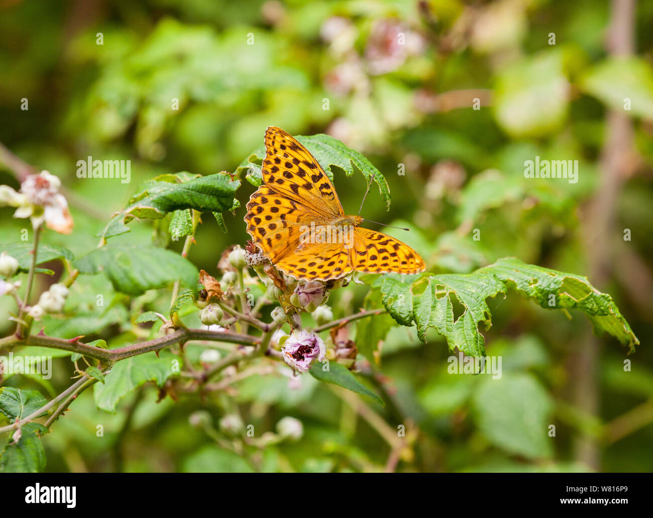 Argento-lavato Fritillary (Argynnis paphia ) butterfly crogiolarsi su rovo blossom in boschi Fermyn ,Brigstock country park ,Northampton ,l'Inghilterra Foto Stock