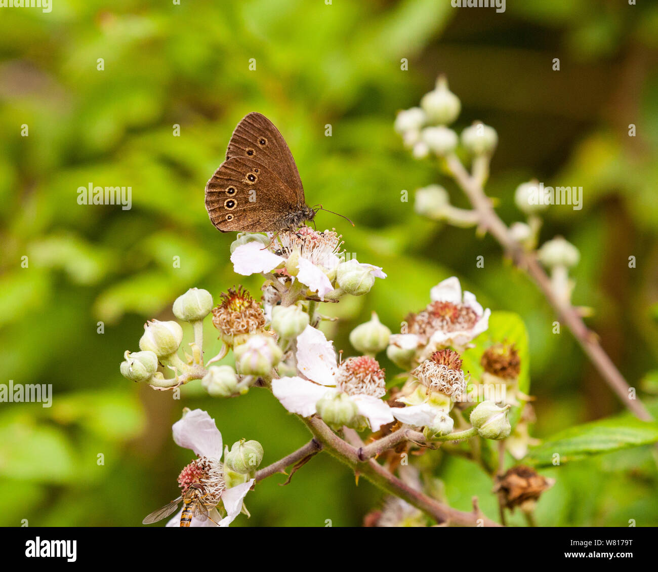 Ringlet butterfly Aphantopus hyperantus su rovo sbocciare nella campagna inglese England Regno Unito Foto Stock