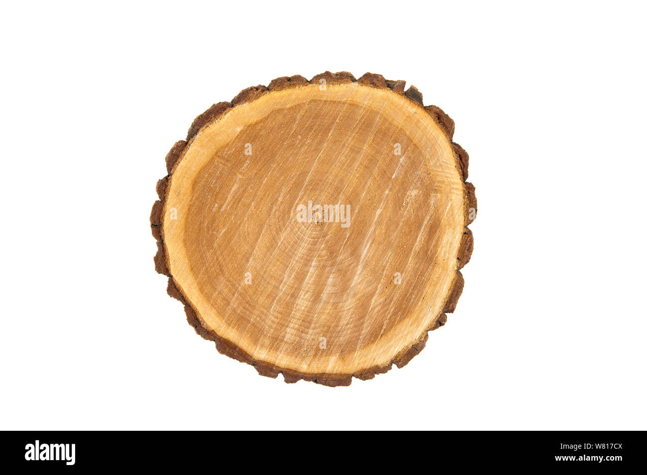 Appartamento vista laici di pino naturale fetta ad albero con corteccia, isolato su bianco, studio shot. Materiale di legno il concetto di sfondo. Foto Stock