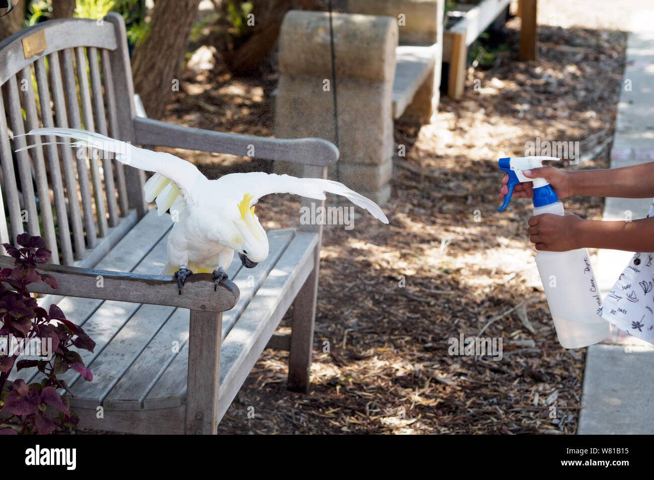 Zolfo-crested cockatoo, Cacatua galerita, riceve un appannamento di acqua in un caldo giorno di agosto presso la South Texas Botanical Gardens & Centro Natura. Foto Stock