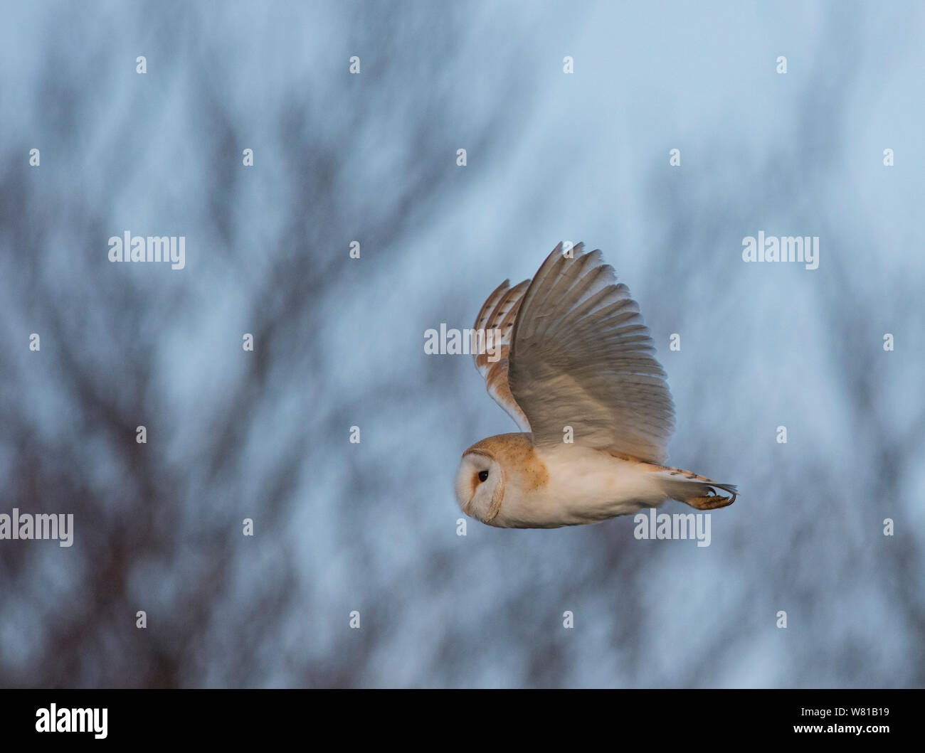 Barbagianni Tyto alba in volo Foto Stock