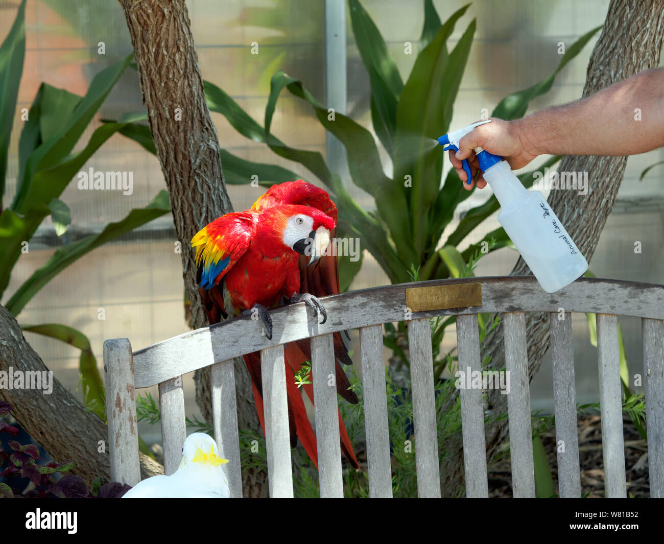 Un Scarlet Macaw, Ara macao, gode di un appannamento di acqua su un giorno di agosto caldo. South Texas Botanical Gardens & Centro Natura nel Corpus Christi, Texas USA. Foto Stock