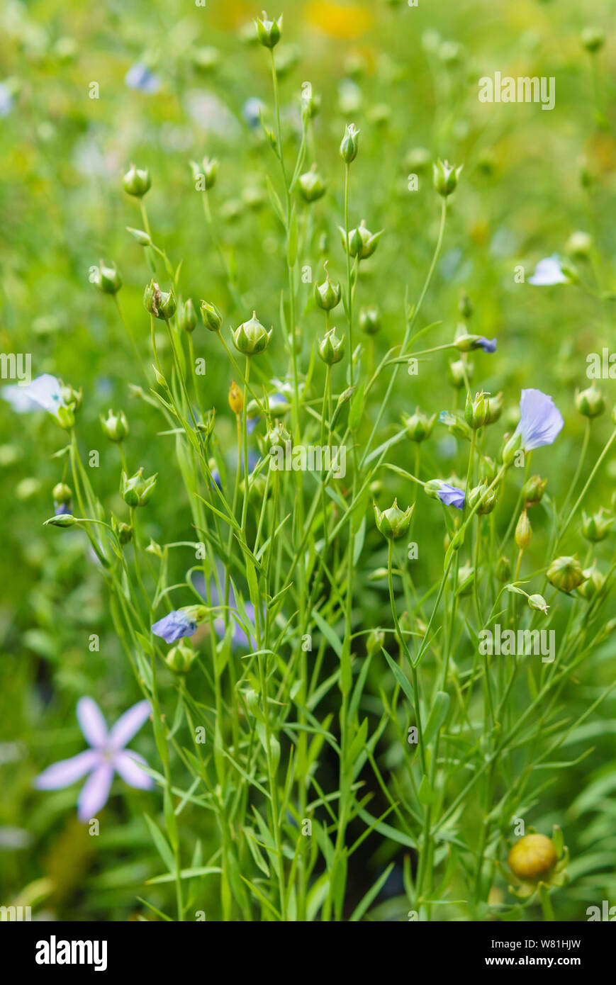 Pianta di lino con fiori blu su a sfocare lo sfondo di colore verde Foto Stock